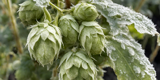 Battling the Blight: A Hop Grower's Guide to Powdery Mildew