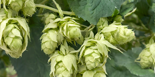 Downy Mildew Demystified: Safeguarding Your Hop Harvest