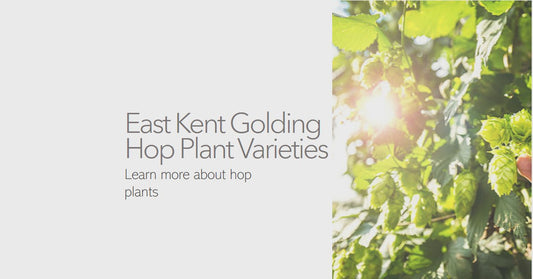 East Kent Golding (EKG) Hop Plant Varieties