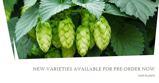 New Varieties Available For Pre-Order