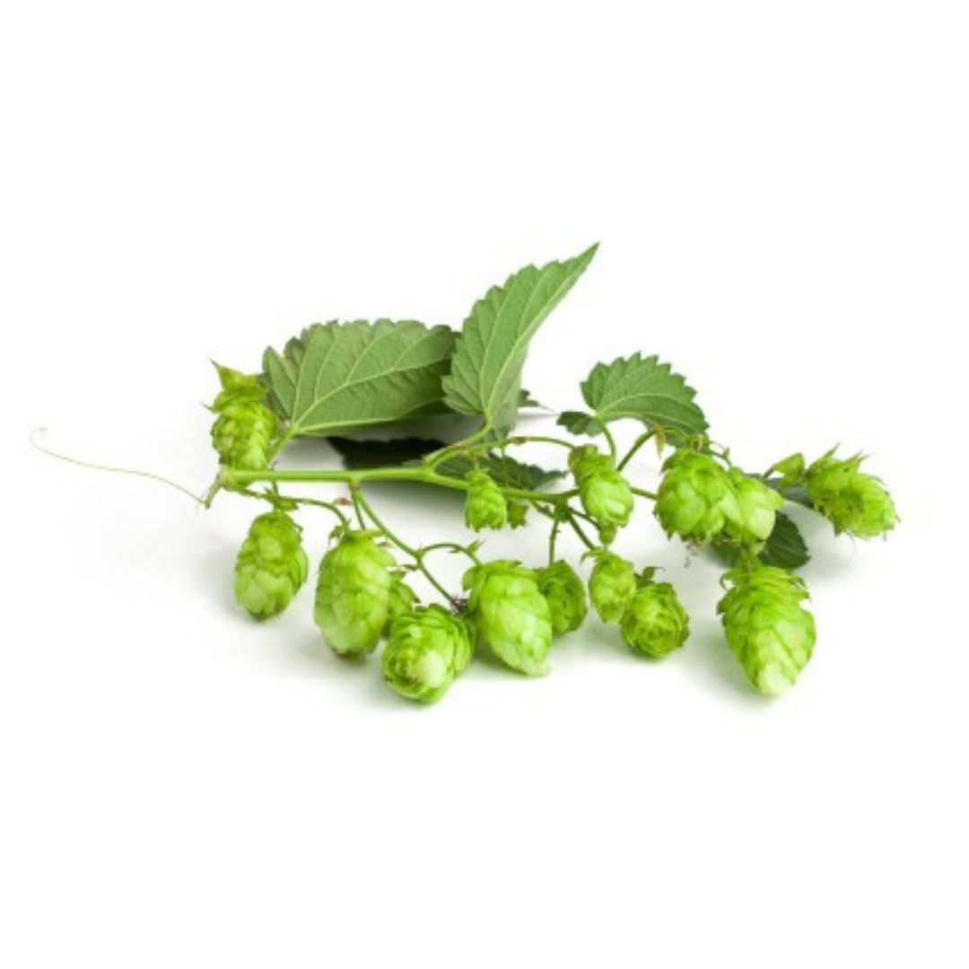 AlphAroma Hop Plant