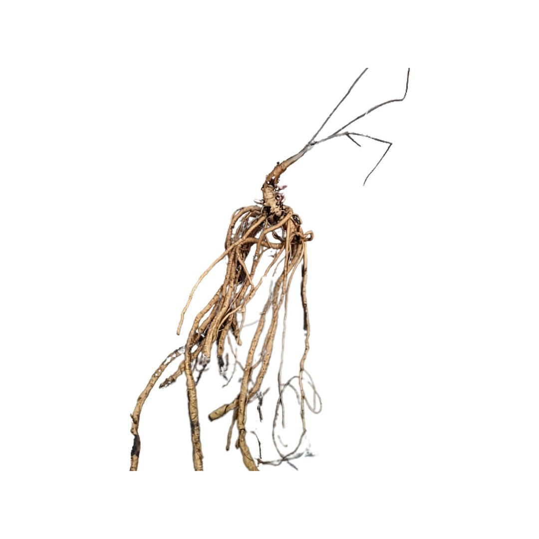 Horizon Hop Plant