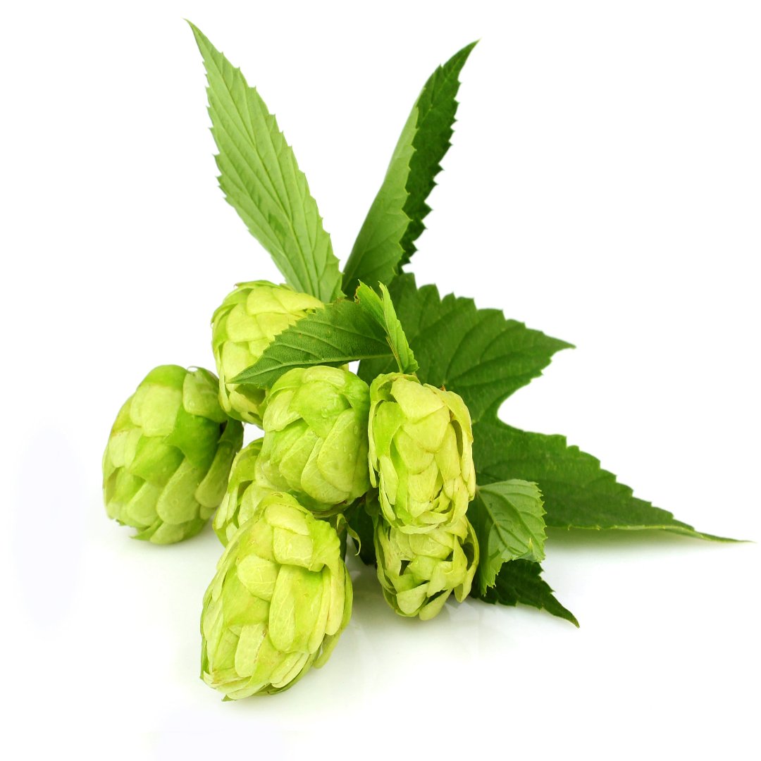 Bramling Hop Plant