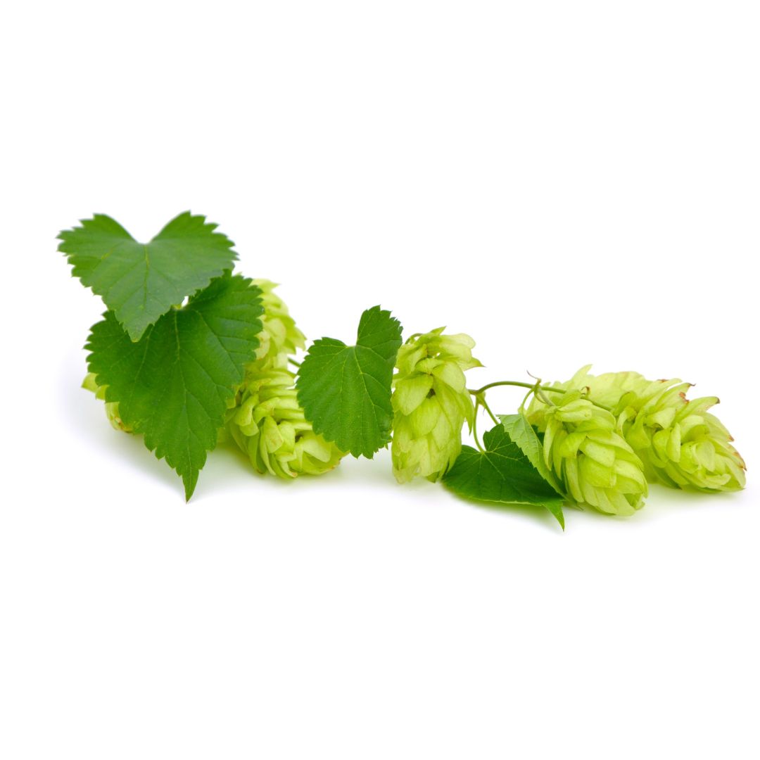 Columbia Hop Plant