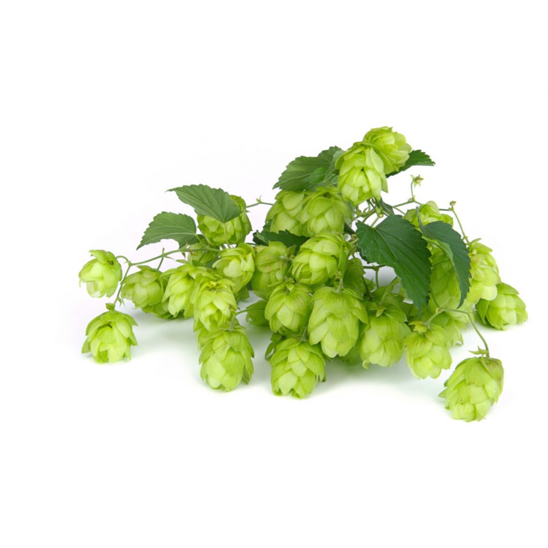 Comet Hop Plant