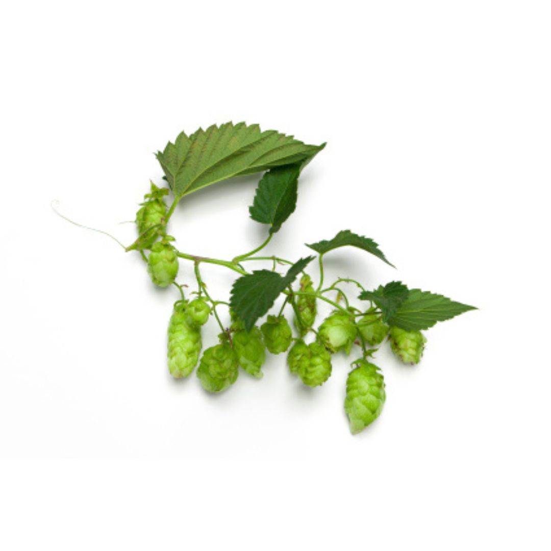 Crystal Hop Plant