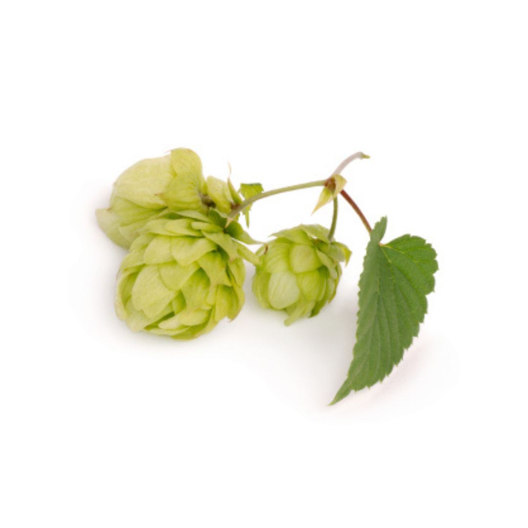 Epic Hop Plant