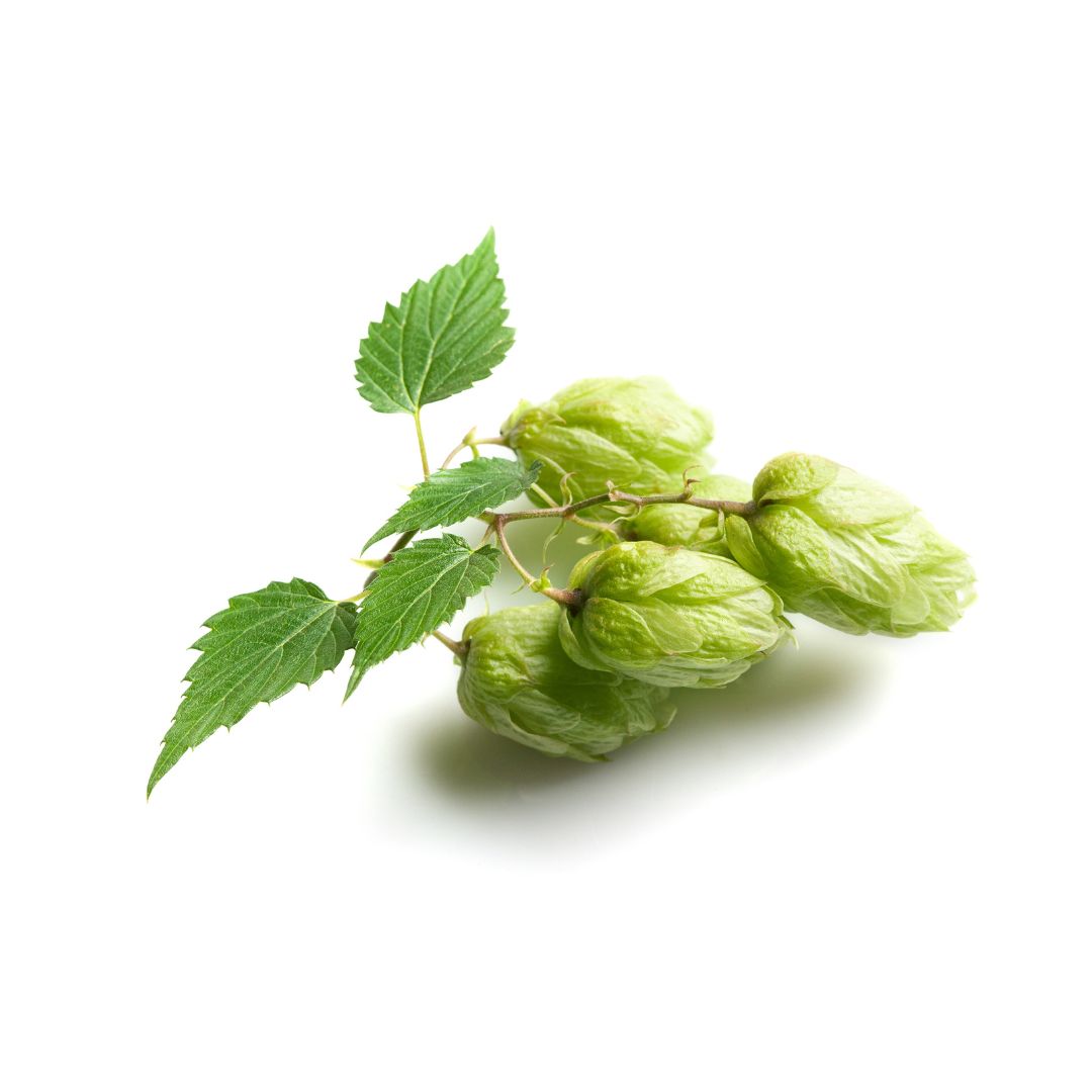 Eroica Hop Plant