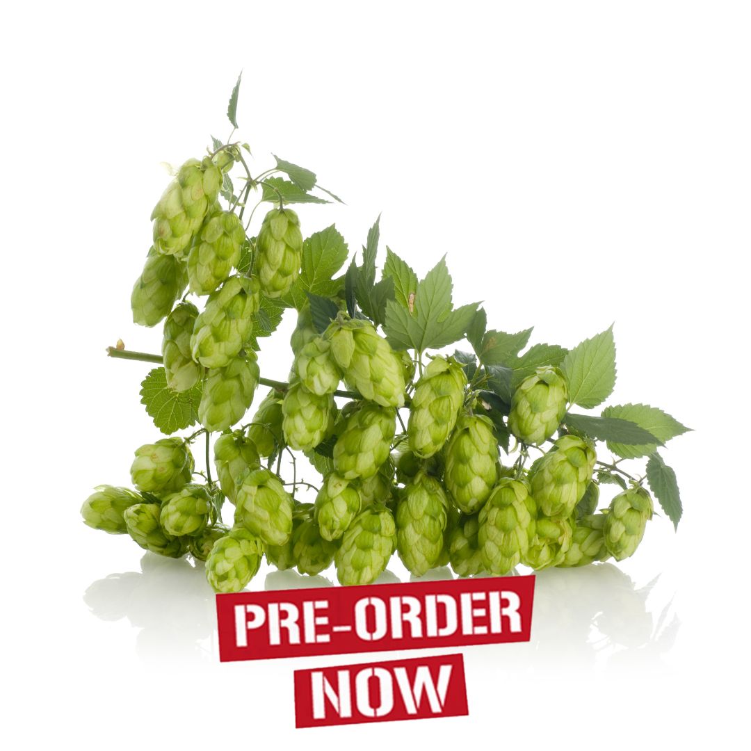 Centennial Hop Plant