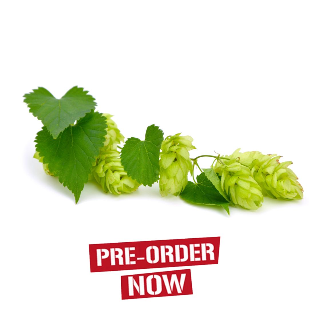 Columbia Hop Plant