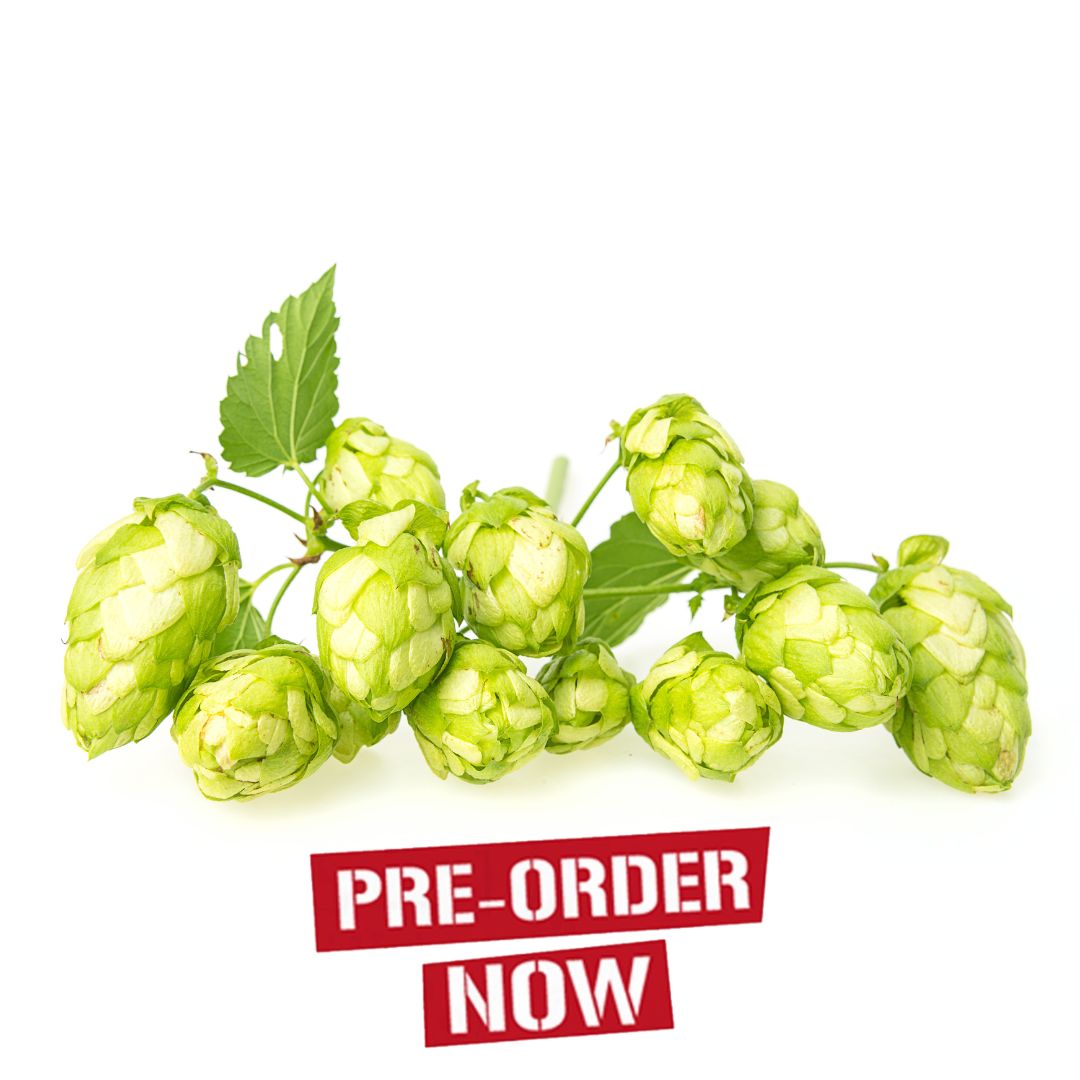 Early Choice Hop Plant