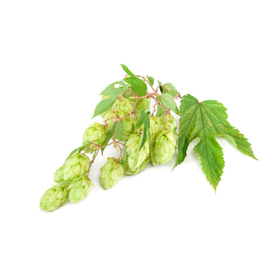 Galena Hop Plant