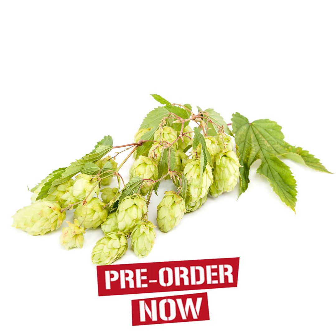 Glacier Hop Plant