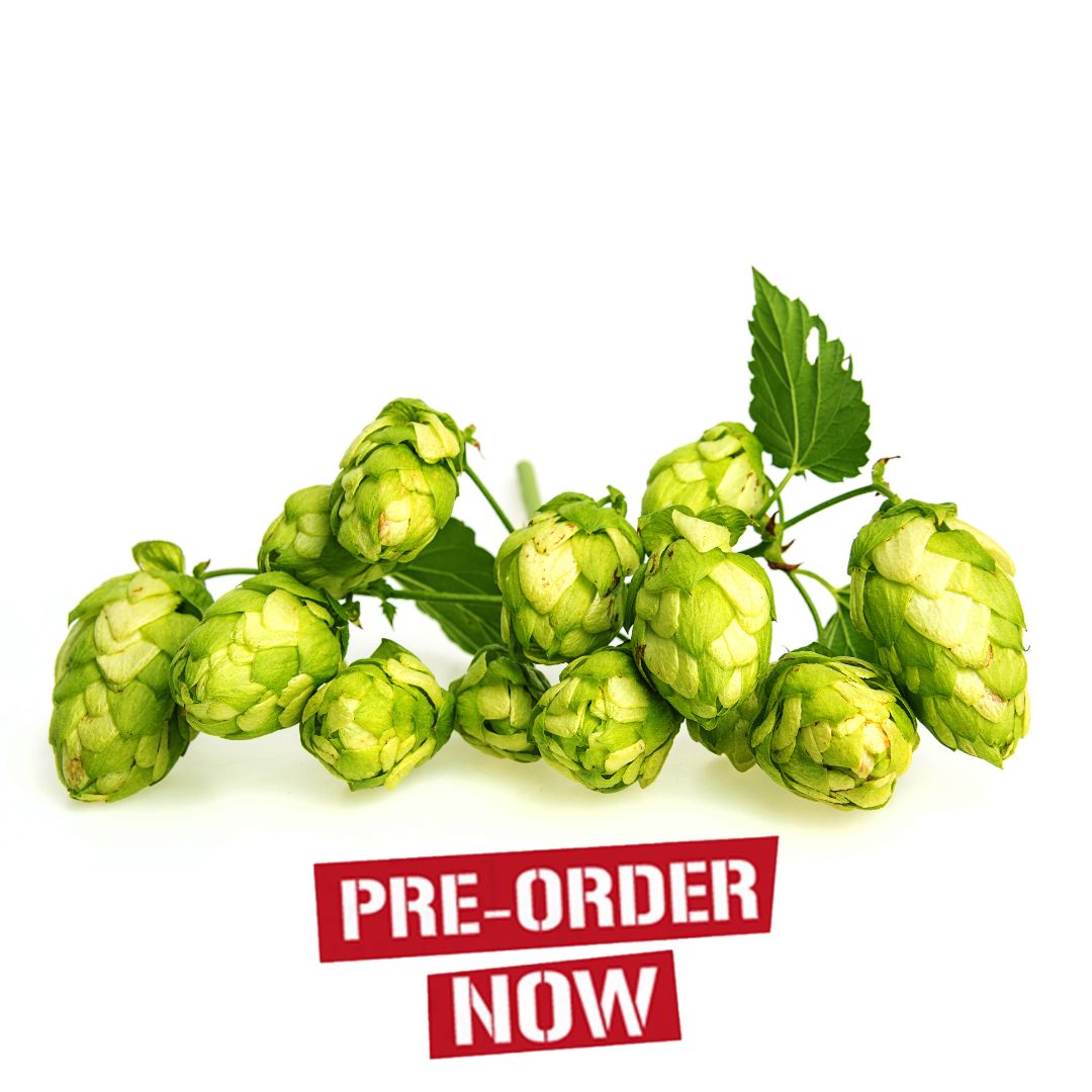 Golden Tassels Hop Plant