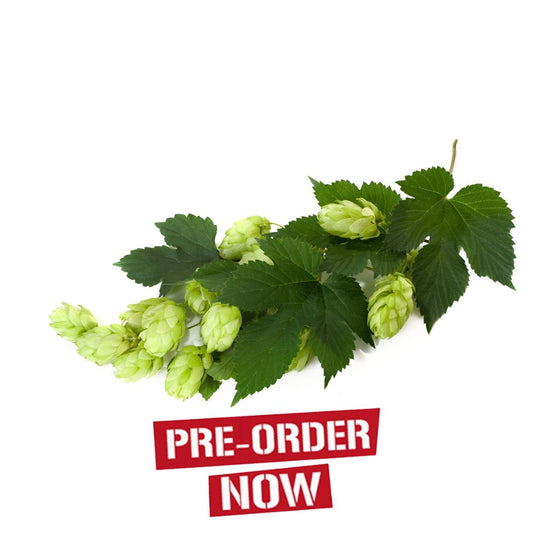 Late Cluster Hop Plant