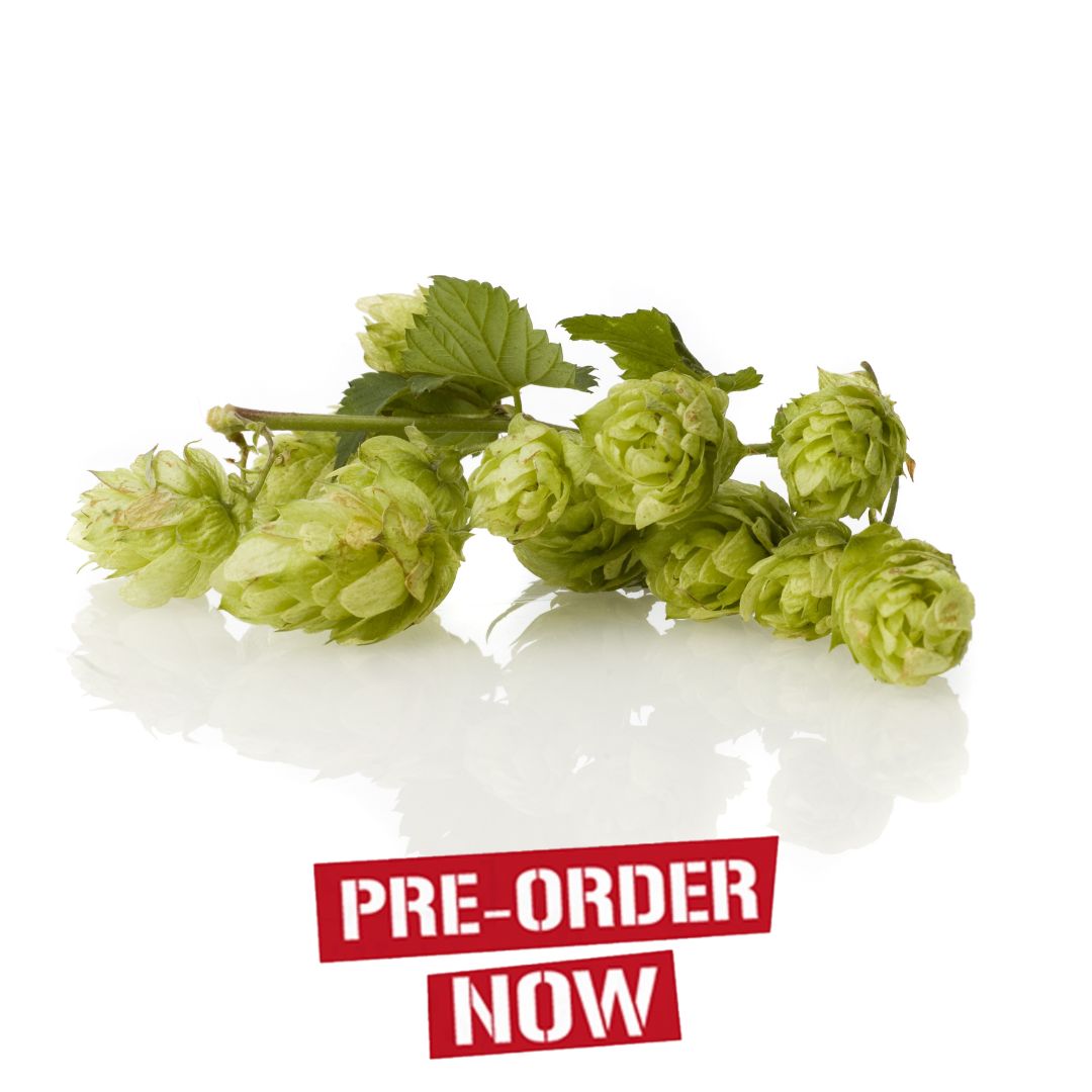 Magnum Hop Plant