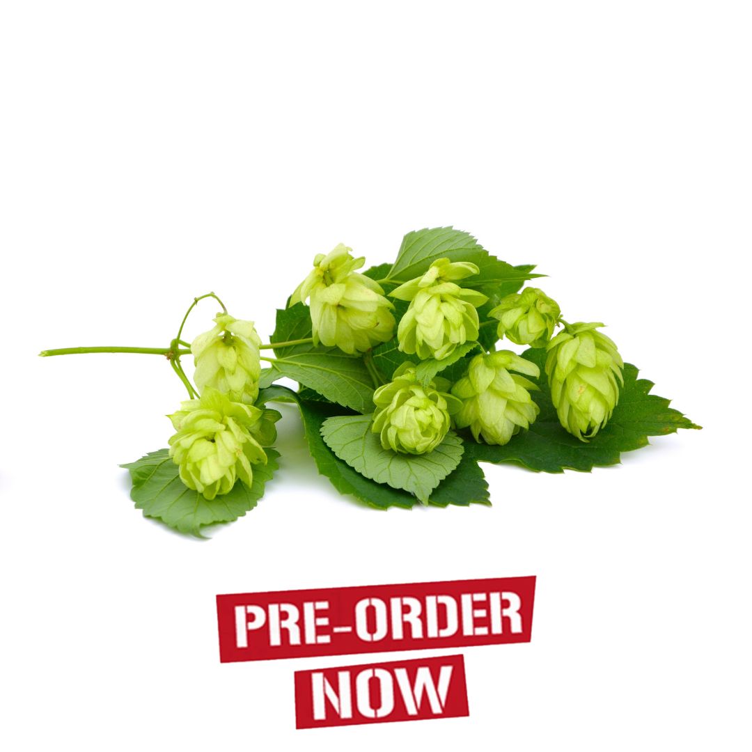 Mathon Hop Plant