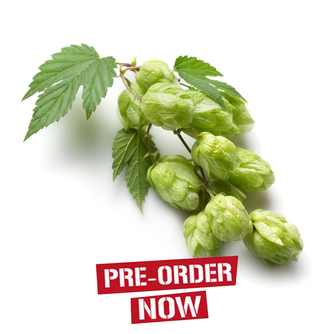 Mount Hood Hop Plant