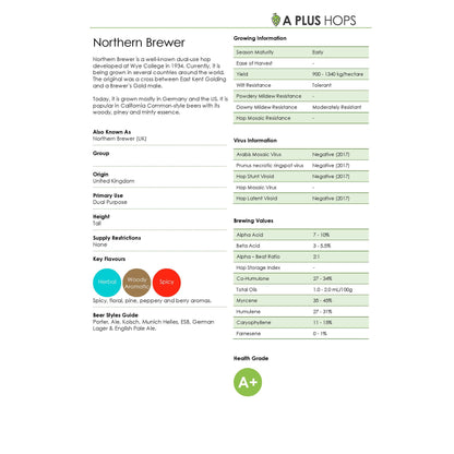 Northern Brewer Hop Plant