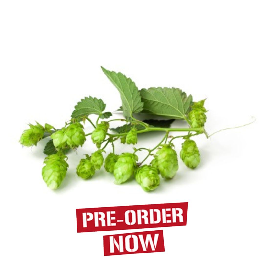 Nugget Hop Plant