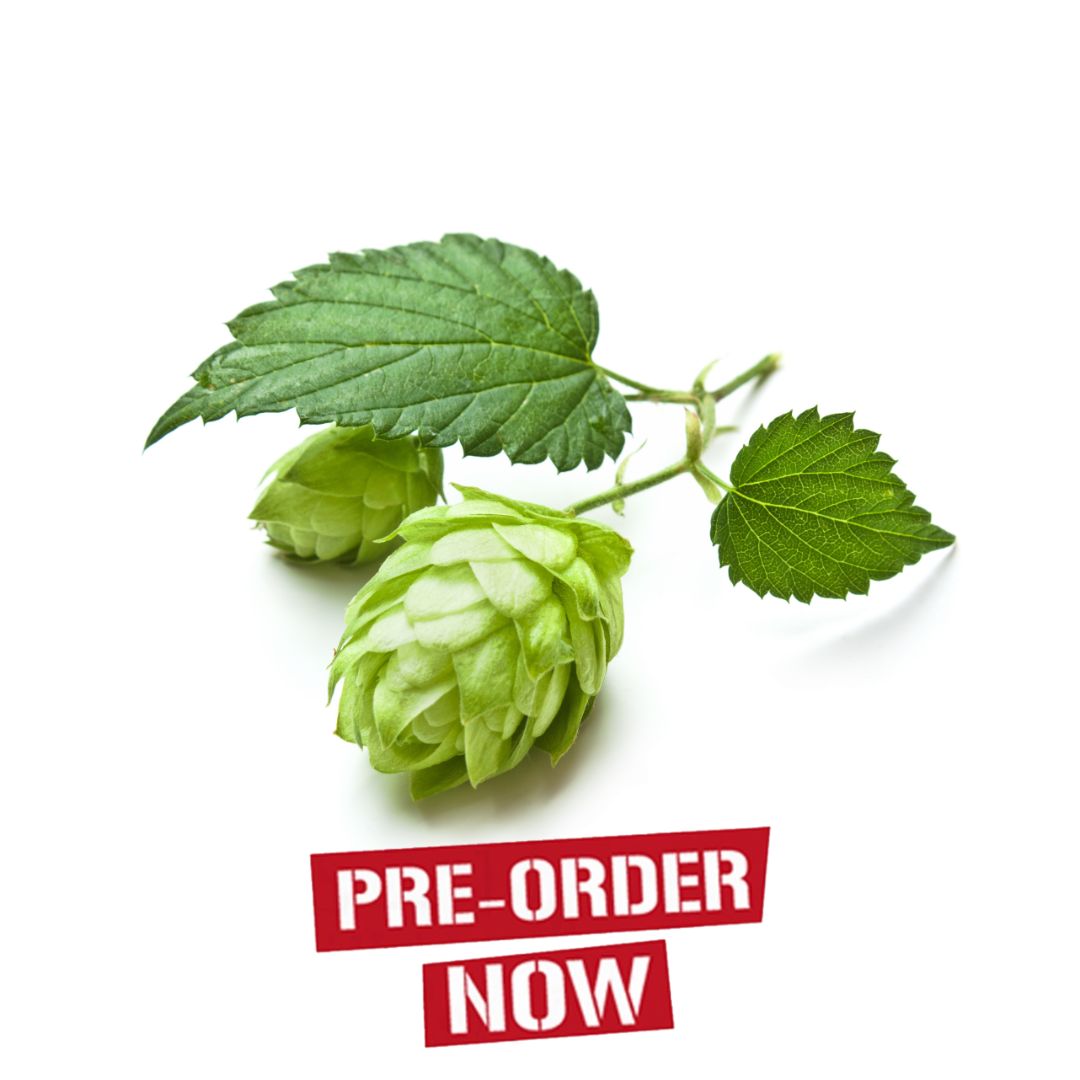Perle Hop Plant
