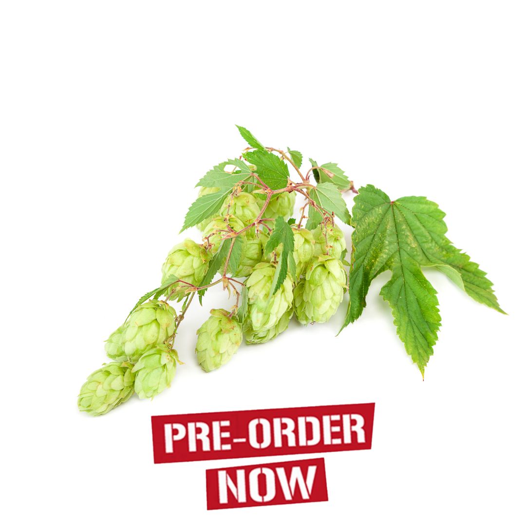 Saaz Hop Plant