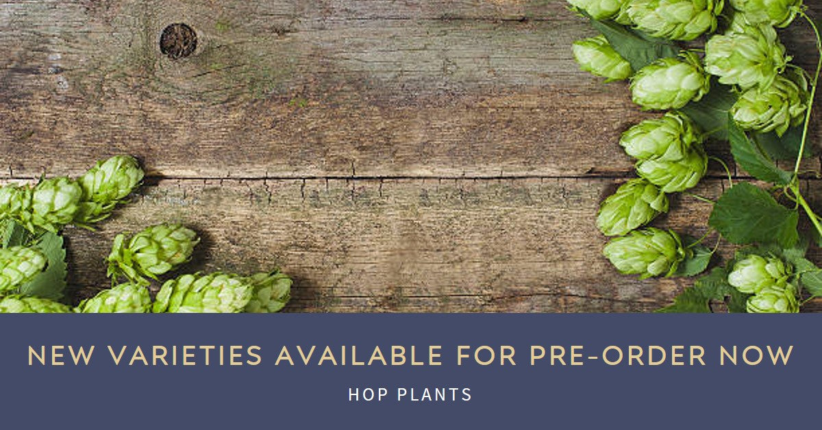New Varieties Available For Pre-Order – A Plus Hops