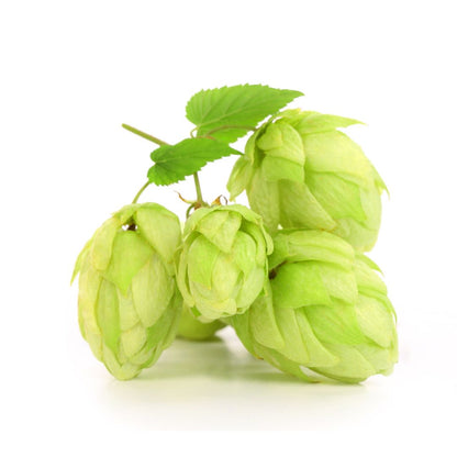Bitter Gold Hop Plant