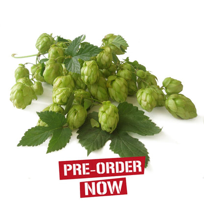 Pocket Talisman Hop Plant