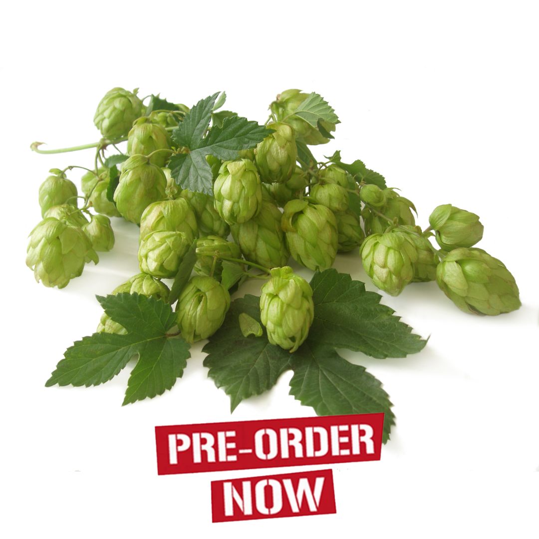 Pocket Talisman Hop Plant