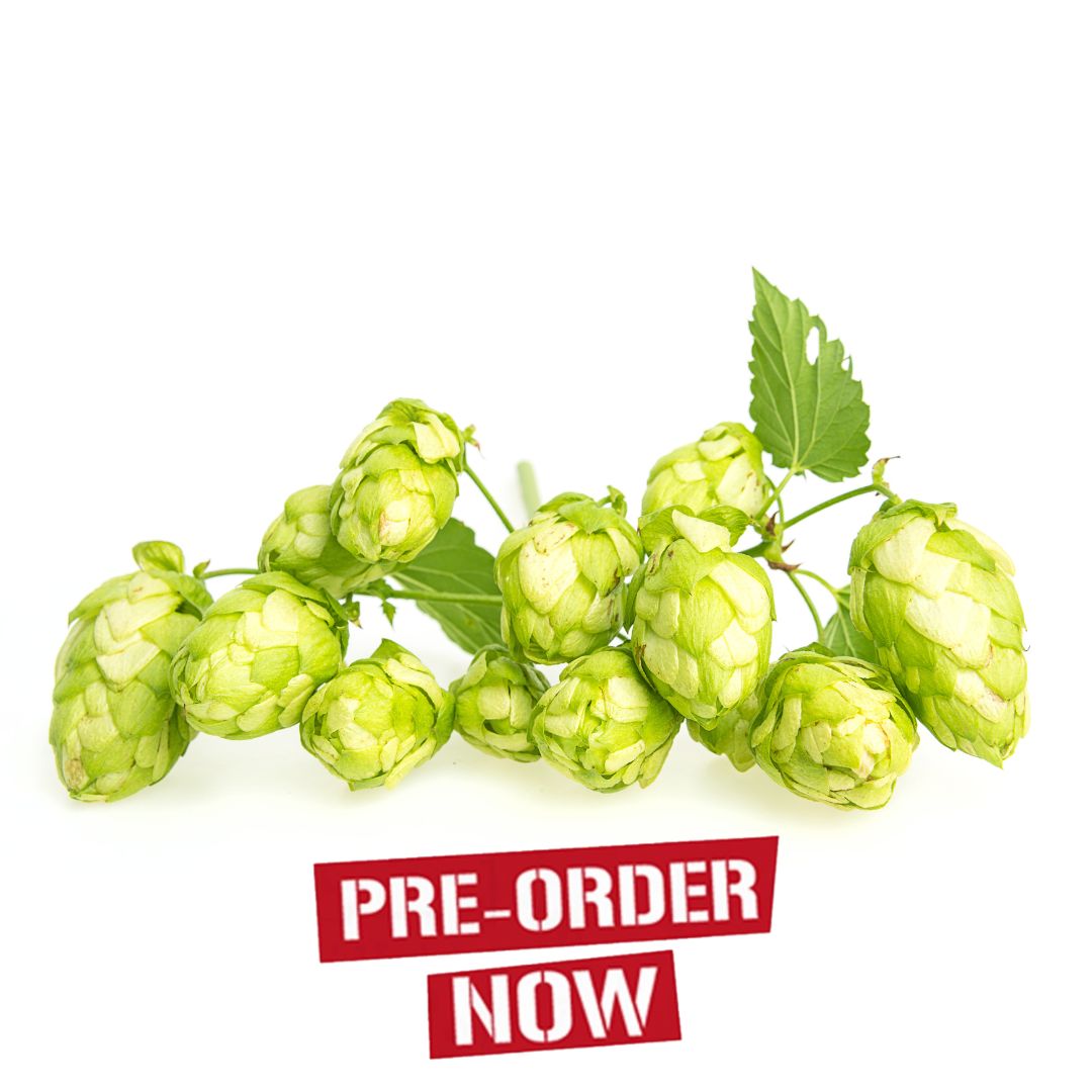 Saphir Hop Plant