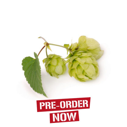 Sorachi Ace Hop Plant