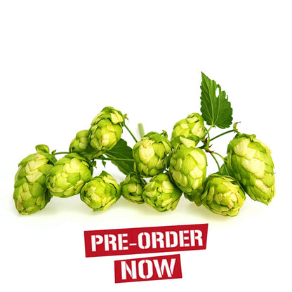 Yakima Gold Hop Plant