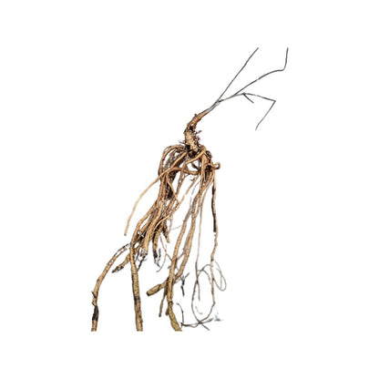 Tradition Hop Plant