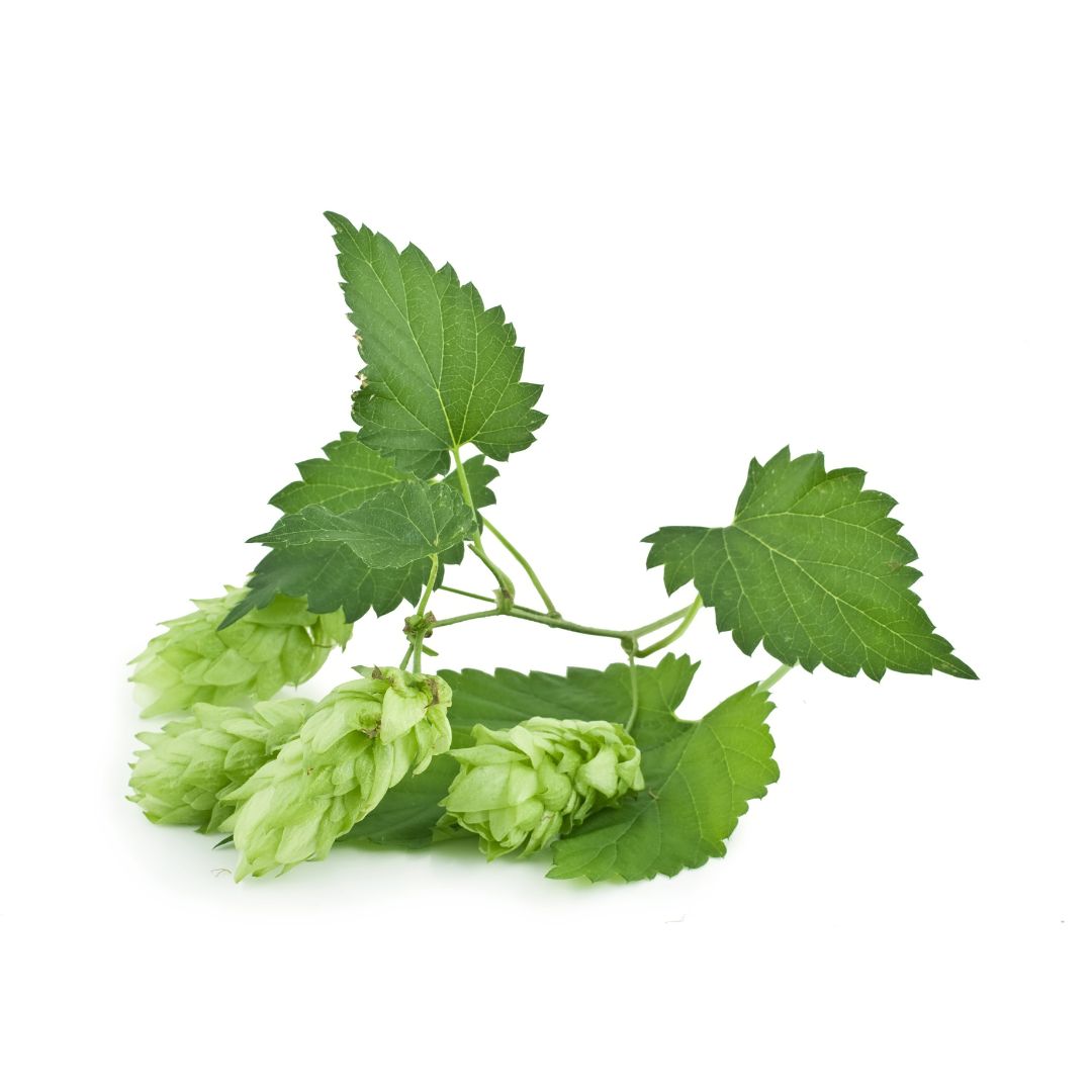 Bramling Cross Hop Plant