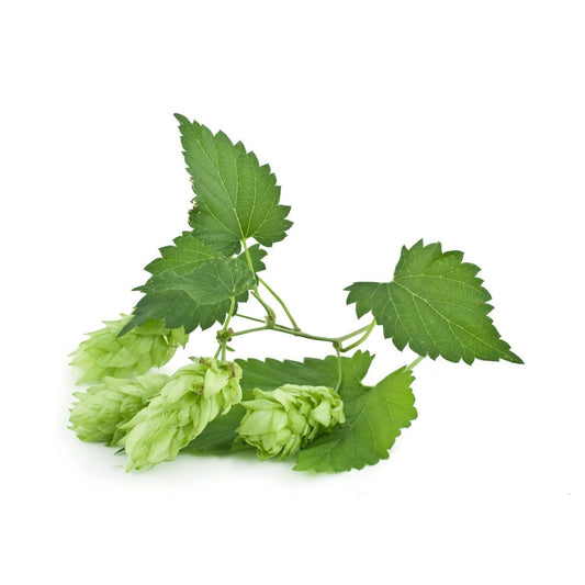 Bramling Cross Hop Plant