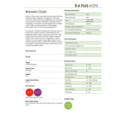 Brewer's Gold Hop Plant
