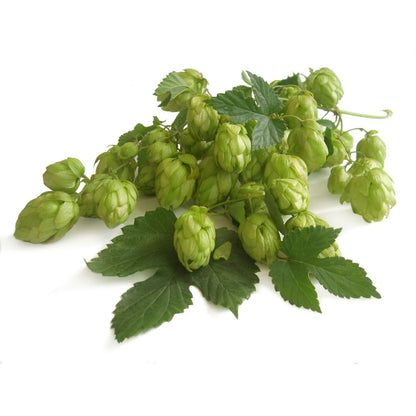 Brewer's Gold Hop Plant