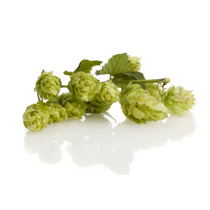 Bullion Hop Plant