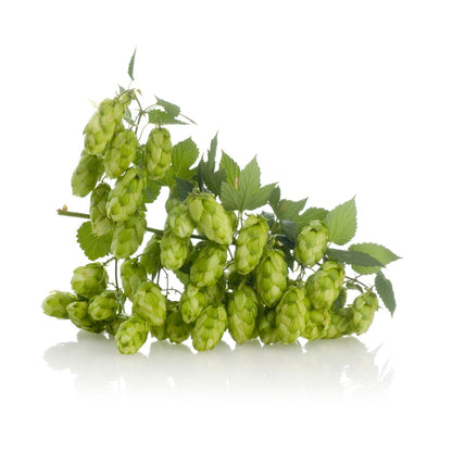 Centennial Hop Plant