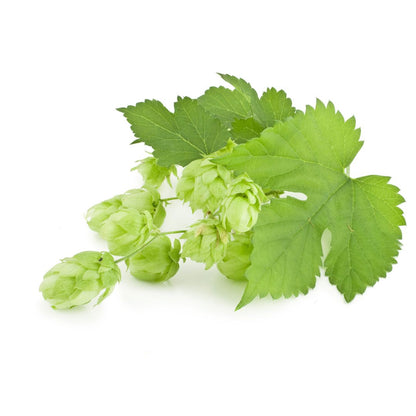 Challenger Hop Plant