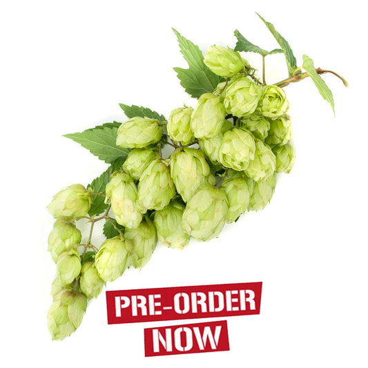 Chinook Hop Plant