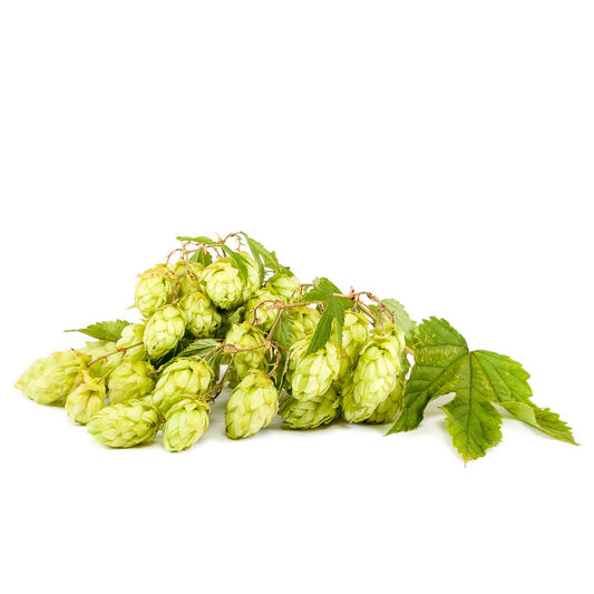 Fuggle Hop Plant