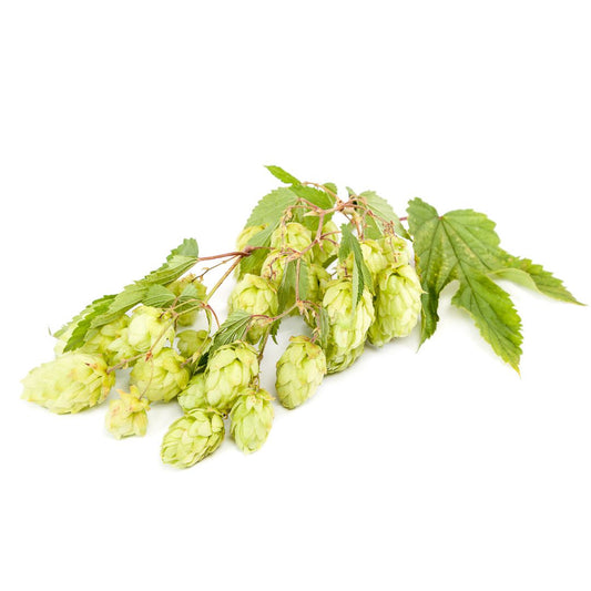 Glacier Hop Plant