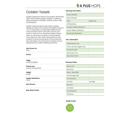 Golden Tassels Hop Plant