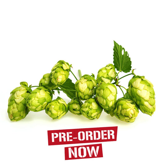 Golden Tassels Hop Plant