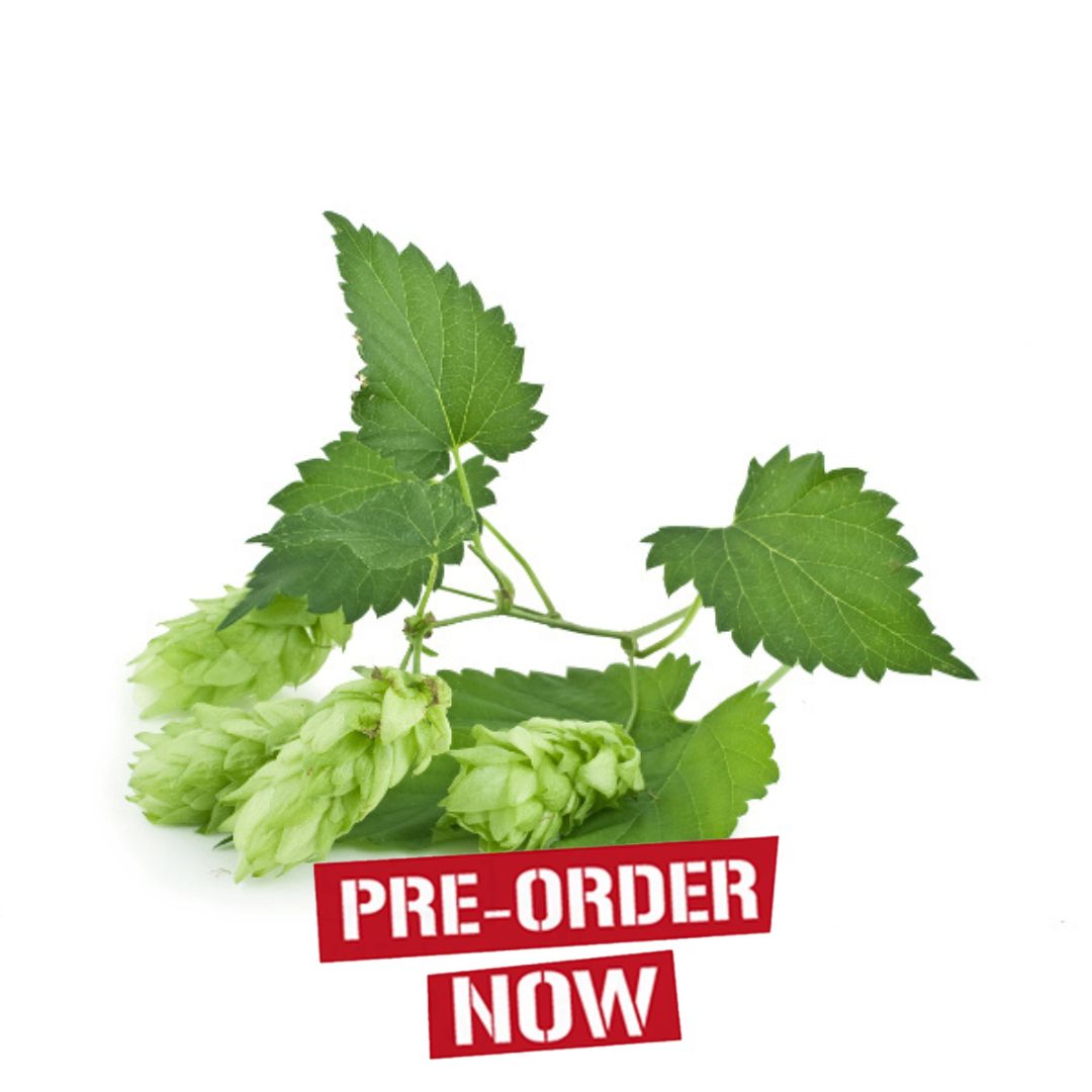 Hersbrucker Hop Plant