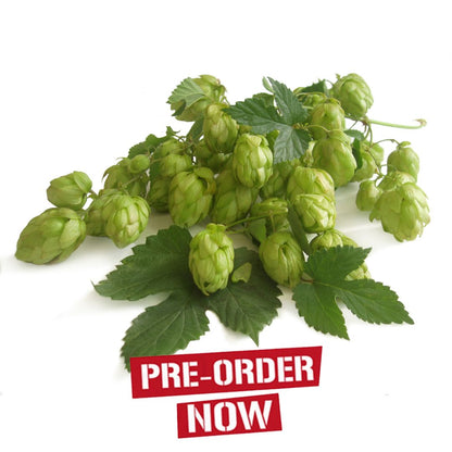 Hersbrucker Pure Hop Plant