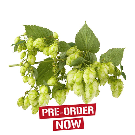 Keyworths Midseason Hop Plant