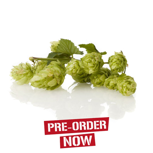 Magnum Hop Plant